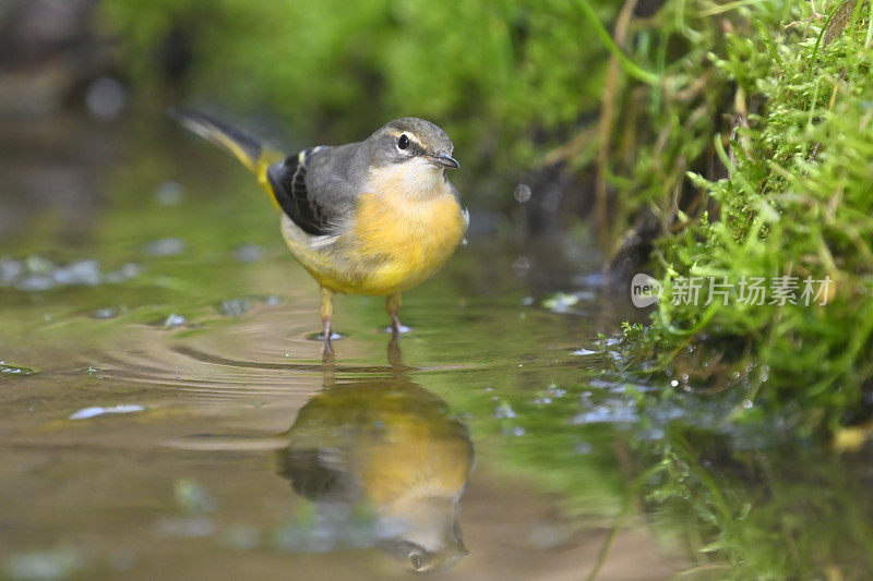 灰尾尾(Motacilla cinerea)